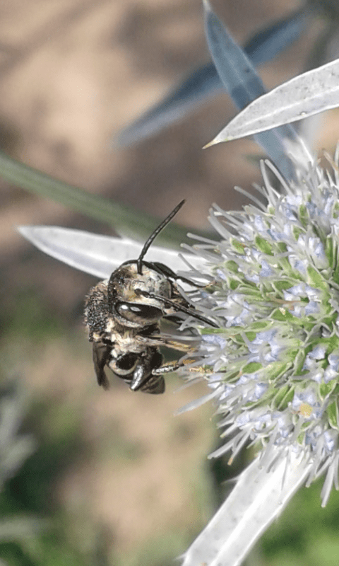 Apidae Megachilinae : Coelioxys sp.